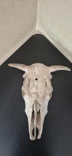 Stierenkop Schedel - 50cm - Ophalen, Ophalen