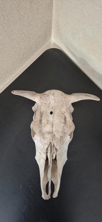 Stierenkop Schedel - 50cm - Ophalen beschikbaar voor biedingen