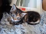 Kitten, Dieren en Toebehoren, Poes, Ontwormd, 0 tot 2 jaar