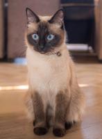 Kittens verwacht Ragdoll x Siamees, Meerdere dieren, Gechipt