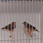 Te koop koppel grijze zebravinken, Dieren en Toebehoren, Vogels | Overige Vogels, Meerdere dieren, Geringd