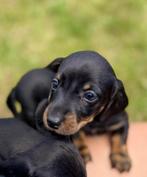 Dwerg teckel pups puppys 🐶 mini, CDV (hondenziekte), 8 tot 15 weken, Korthaar, Dwerg