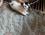 Langharig, Dieren en Toebehoren, Katten en Kittens | Overige Katten, Poes
