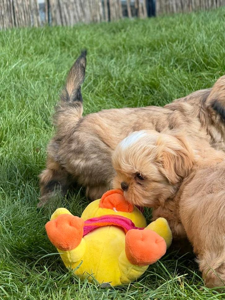 Lhasa apso pups, Dieren en Toebehoren, Honden | Chihuahua's en Gezelschapshonden, Meerdere dieren, Overige rassen, Fokker | Professioneel
