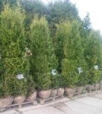 Thuja occidentalis brabant conifeer, Ophalen of Verzenden, Conifeer, 100 tot 250 cm