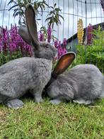Vlaamse Reuzen, Dieren en Toebehoren, Mannelijk, Groot, 0 tot 2 jaar
