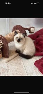 Prachtige Britse korthaar kittens van cattery, Meerdere dieren, Gechipt, 0 tot 2 jaar