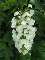 **ACTIE** Hydrangae quercifolia, eikenblad hortensia's, Ophalen of Verzenden, Hortensia, Minder dan 100 cm