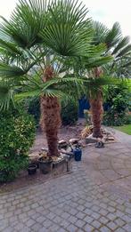 2x mooie palmboom trachycarpus fortunei!, 100 tot 250 cm, Zomer, Palmboom, Ophalen