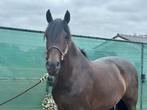 Prachtige PRE merrie, Merrie, Recreatiepaard, Ontwormd