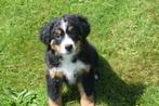 Berner Sennenhond pups berner Sennen, België, Meerdere, Meerdere dieren, Fokker | Professioneel