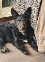 Kylie Ter Adoptie!, Dieren en Toebehoren, Honden | Niet-rashonden, Particulier, Rabiës (hondsdolheid), 15 weken tot 1 jaar, Buitenland