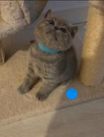 Raszuivere Britse korthaar kittens blue, Meerdere dieren, Ontwormd, 0 tot 2 jaar