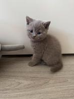 Brits Korthaar x Ragdoll Kittens – 1 kater Beschikbaar, Kater, Ontwormd