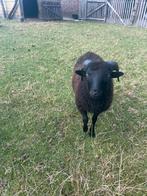 Jong ouessant bokje, Dieren en Toebehoren, Schapen, Geiten en Varkens, Mannelijk, Schaap, 0 tot 2 jaar