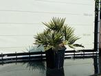Palmboom - Blauwe Dadelpalm - Stamhoogte 15-20 cm, Tuin en Terras, Planten | Bomen, In pot, Minder dan 100 cm, Volle zon, Bloeit niet