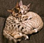 Zeer lieve en aanhankelijke kittens (Bengaal x snowshoe), Dieren en Toebehoren, Meerdere dieren, Ontwormd