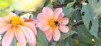 Dahlia knol, Tuin en Terras, Bloembollen en Zaden, Ophalen of Verzenden, Volle zon, Knol