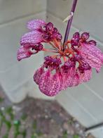 Orchidee Bulbophyllum eberhardtoo p14 (4), Huis en Inrichting, Kamerplanten, Ophalen of Verzenden, Overige soorten, Minder dan 100 cm