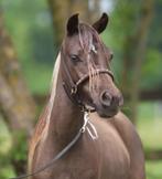 Meerdere NMPRS fok en show paardjes, Dieren en Toebehoren, Hengst
