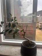 Mooie Binnen Bonsai, Bloeit niet, Halfschaduw, Overige soorten, Minder dan 100 cm
