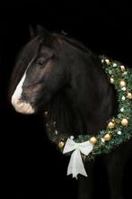Superlieve Tinker 139 cm te koop 11 jaar, Dieren en Toebehoren, Pony's, Merrie, Niet van toepassing, Gechipt, 11 jaar of ouder