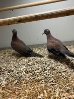 0-2 Senegal duif, Vrouwelijk, Tortelduif