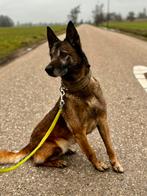 Mechelse herder, Dieren en Toebehoren, Honden | Herdershonden en Veedrijvers, 6 jaar of ouder, Parvo, Teef, Meerdere