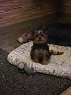 Yorkshire Terriër mini, Dieren en Toebehoren, Honden | Jack Russells en Terriërs, Yorkshire Terriër, Rabiës (hondsdolheid), 15 weken tot 1 jaar