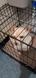 chihuhaha 7 jaar., Dieren en Toebehoren, Honden | Chihuahua's en Gezelschapshonden, 6 jaar of ouder, Reu, Eén hond, Chihuahua