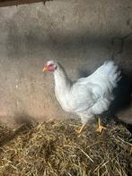 Wyandotte  ( Groot Ras ), Dieren en Toebehoren, Pluimvee, Vrouwelijk, Kip