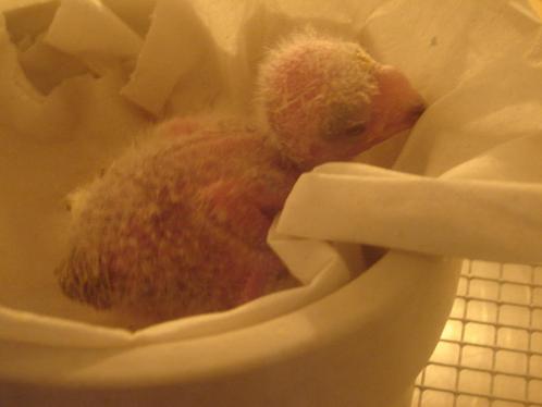 Zeker voor kanarie`s..., Dieren en Toebehoren, Vogels | Duiven, Postduif, Vrouwelijk