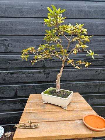 Azalea bonsai beschikbaar voor biedingen