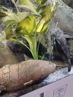 Te koop 2algeneters ongeveer 25cm, Dieren en Toebehoren, Vissen | Aquariumvissen, Vis