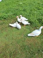 Muskuseenden  tekoop, Dieren en Toebehoren, Pluimvee, Mannelijk, Kip