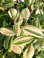 Tradescantia Fluminensis Aureovariegata stekjes, Ophalen of Verzenden, Overige soorten, Halfschaduw, Minder dan 100 cm