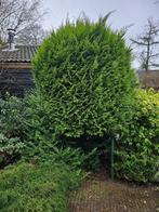 conifeer, Tuin en Terras, Planten | Bomen, 250 tot 400 cm, Ophalen