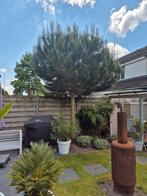 Pinus pinea boom, Tuin en Terras, Planten | Bomen, Ophalen of Verzenden, Volle zon, Overige soorten