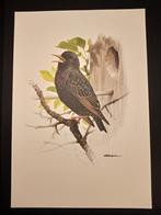 Spreeuw, Verzenden, 1980 tot heden, Zo goed als nieuw, Dier