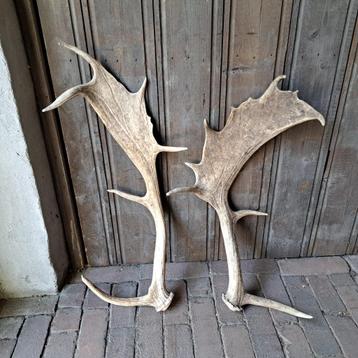 2x Landelijke afwerpstang gewei damhert 55-65cm *Etage3* beschikbaar voor biedingen