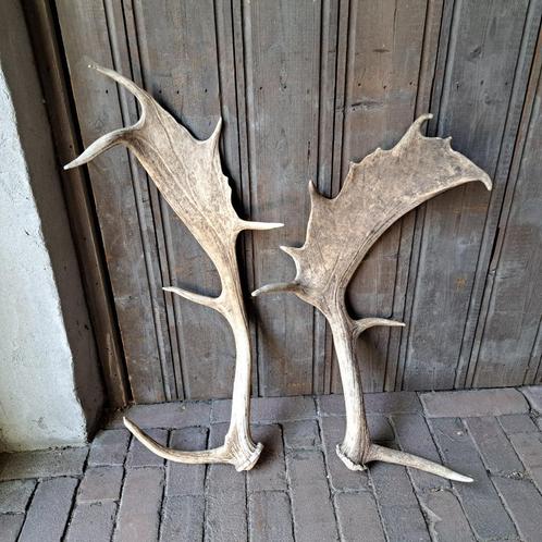 2x Landelijke afwerpstang gewei damhert 55-65cm *Etage3*, Huis en Inrichting, Woonaccessoires | Overige, Gebruikt, Ophalen of Verzenden