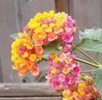 Wisselbloem 'Peach' (Lantana Camara), Ophalen of Verzenden, Zomer, Overige soorten, Volle zon