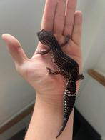 0.1 panda project luipaardgekko 2022, Dieren en Toebehoren, Reptielen en Amfibieën, Hagedis, Tam, 3 tot 6 jaar