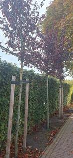 Leibomen, Ophalen of Verzenden, Volle zon, Overige soorten, Minder dan 100 cm