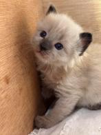Balinees kittens te koop. Hypoallergeen. Langhaar siamees, Dieren en Toebehoren, Katten en Kittens | Raskatten | Langhaar, Meerdere dieren