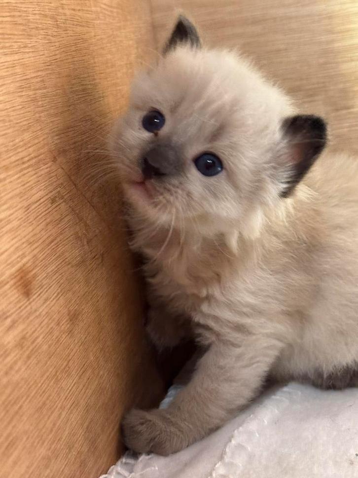 Balinees kittens te koop. Hypoallergeen. Langhaar siamees, Dieren en Toebehoren, Katten en Kittens | Raskatten | Langhaar, Meerdere dieren