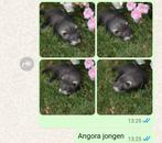 Mooie fretten pups, Meerdere dieren, Voor 1 juli 2024