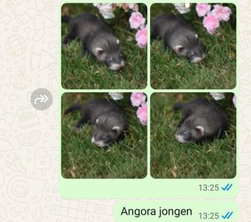 Mooie fretten pups beschikbaar voor biedingen
