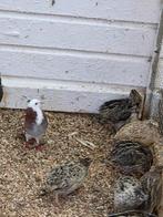 Koppel birming ham rollers, Meerdere dieren, Overige soorten