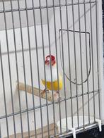 gouldamadine man geel roodkop witborst van 2024, Mannelijk